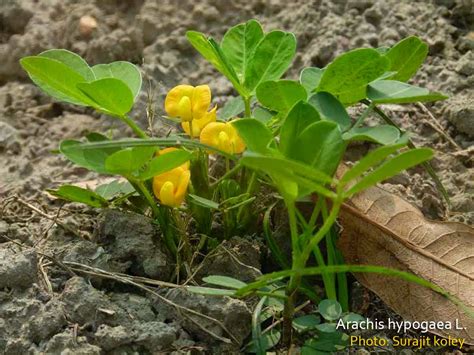 Medicinal Plants Arachis Hypogaea Groundnut Peanut