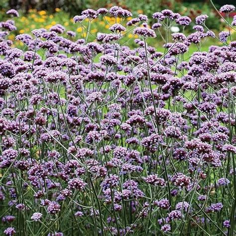 Verbena Bonariensis Glandularia Verbena Patagonica Hardy Perennial 1