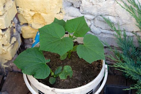 8 Tips For Successfully Growing Cucumbers In Pots Clean Green Simple