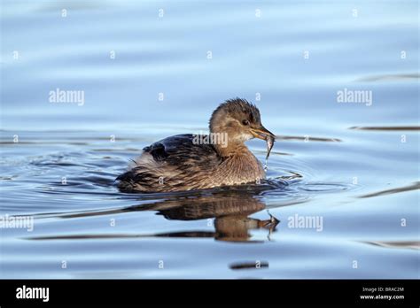 Winter plumage Little Grebe, Tachybaptus ruficollis, with stickleback ...