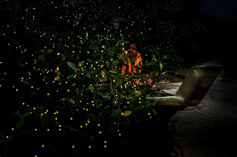 The Kuala Selangor Fireflies - Hope for the Future | IFLA Asia-Pacific