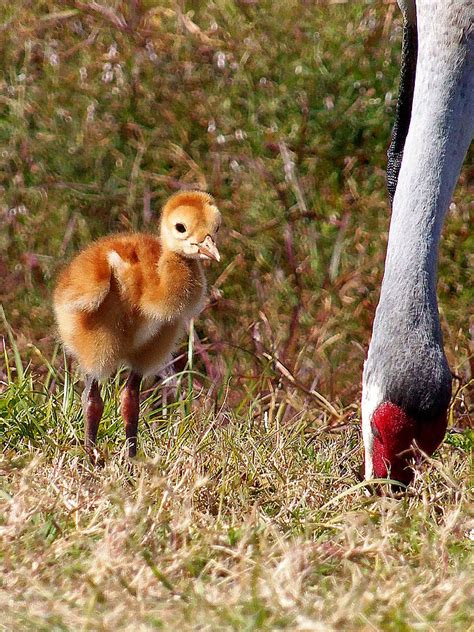 Sandhill Crane And Chick 001 Photograph By Christopher Mercer Pixels