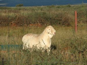 Van Rooy-Sheep Breeders Association - Van Rooy Skaaptelersvereniging ...