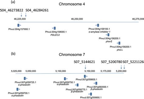 Position Of Snp Markers Tracking Storage Protein Deficiency On