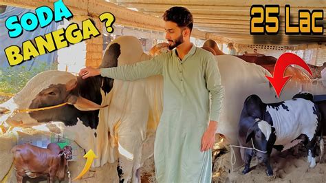 Peshawar Maweshi Mandi Kala Latest Update Cow Mandi 2024 YouTube