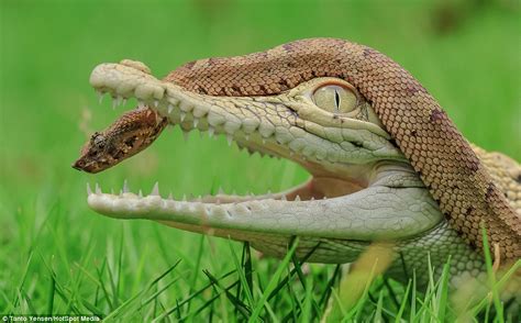 Snake Slithers Into A Baby Crocodiles Mouth At A Crocodile Breeding