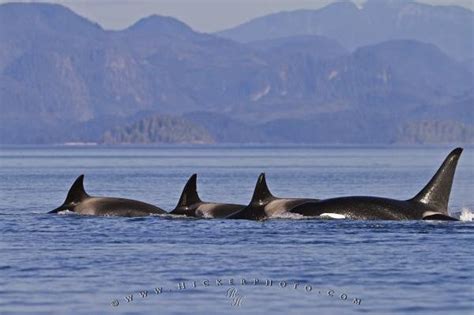 Transient Killer Whale Habitat | Photo, Information