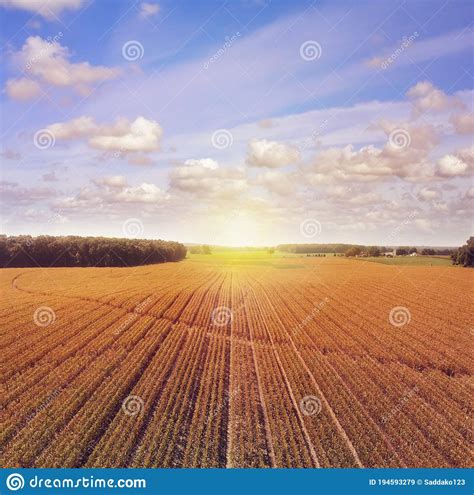 Corn Field In Late Summer Aerial Farming Landscape Stock Image Image