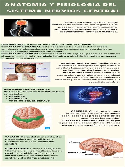 Anatomia Y Fisiologia Del Sistema Nervioso Central Pdf