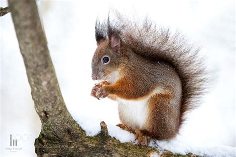 I Love Hazelnuts Animals Nature Photos Photo Grouping