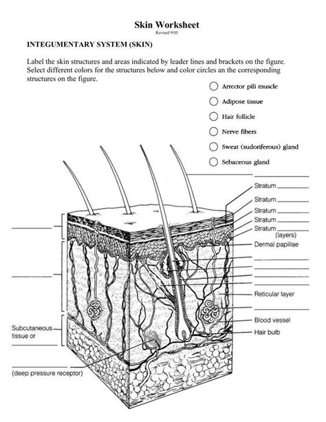 Integumentary System Worksheet 1 Integumentary Chessmuseum L