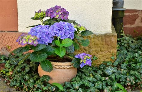 Langbloeiende Hortensia Welke Soorten Zijn Er Tuintipsonline Nl