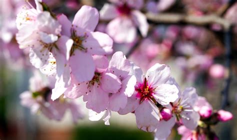 Almond Blossom Tree - Free photo on Pixabay - Pixabay