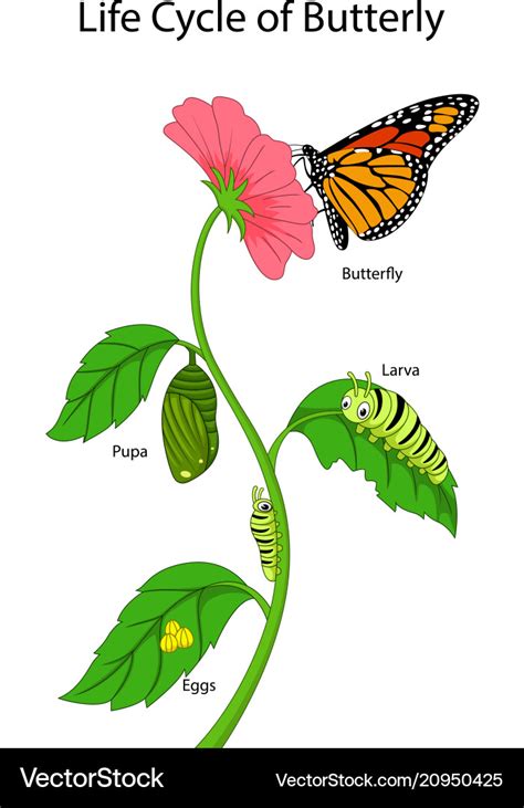 Life Cycle Of Monarch Butterfly Stock Vector Illustration Of