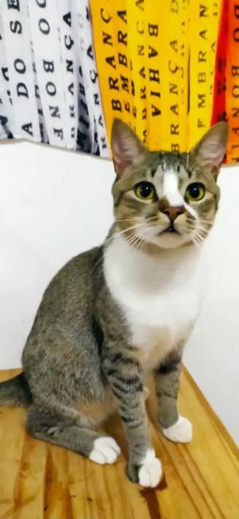 Procura se esse Gato São Paulo SP Capitu 3 anos Raça Pelo curto