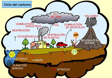 Ciclos De La Materia Ciclo Del Carbono Hot Sex Picture