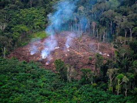 Deforestación En Colombia Creció 8 Durante El 2020