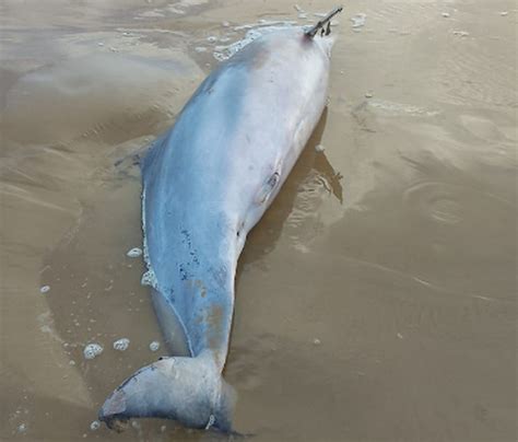 Golfinho é encontrado morto na Praia da Aruana em Aracaju Sergipe G1