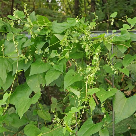 Hecken Windenknöterich Fallopia dumetorum