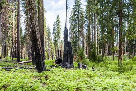 Giganteum Quemado Del Sequoiadendron Del Rbol De La Secoya Gigante En