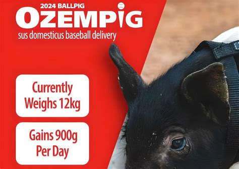 "We’re going to keep it" - MiLB team St. Paul Saints defend 'Ozempig ...