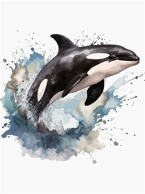 Watercolor Killer Whale Sticker For Sale By Foxlillyart In