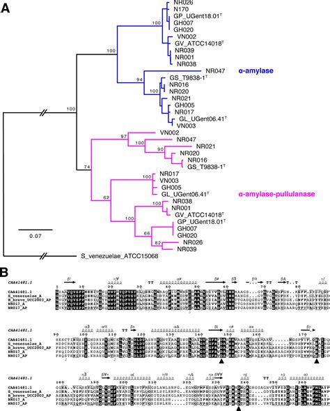 Glycogen Degrading Activities Of Catalytic Domains Of α Amylase And α