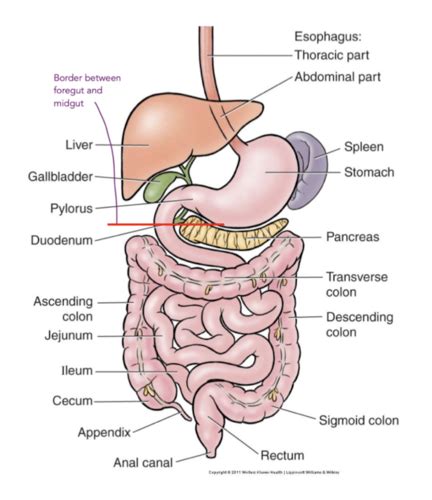 Embryology Foregut Flashcards Quizlet