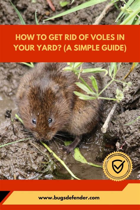 How To Get Rid Of Voles In Your Yard A Simple Guide