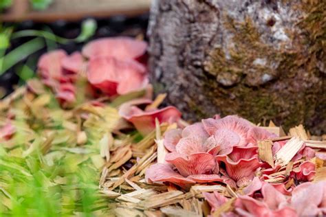 5 Easy Mushroom Growing Projects For Your Fall Garden