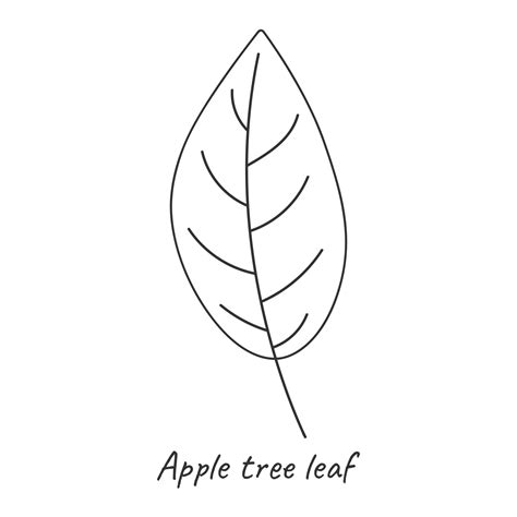 Apple leaf outline. Vector illustration. 30770705 Vector Art at Vecteezy