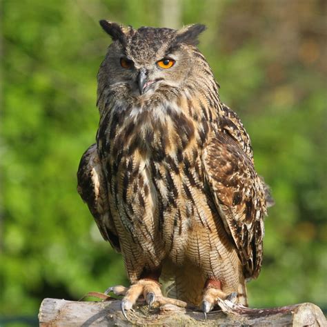 Eurasian Eagle Owl