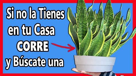 Esta Es Planta Que Nunca Debe Faltar En Tu Casa Yo Tengo De