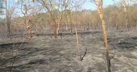 G1 Adolescente é apreendido por atear fogo a vegetação em Campo