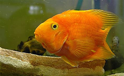 Cichlasoma Sp Red Parrot Acuario Adictos