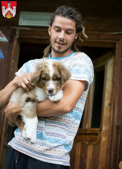 Australian Shepherd Z Chter Und Welpen In Bad Neustadt An Der Saale