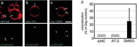 Figures And Data In Reconstitution Of Selective Hiv 1 Rna Packaging In Vitro By Membrane Bound