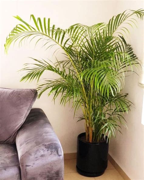 Plantas De Interior Econ Micas Ideales Para Decorar Un Departamento