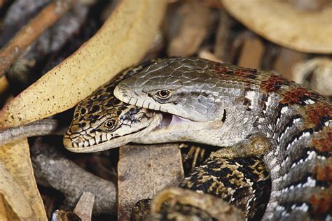 Mating Alligator Lizards Photograph By Richard Hansen