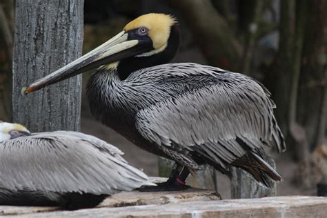 Kostenlose foto Natur Vogel Flügel Tier Pelikan Seevogel