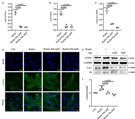 Frontiers Nintedanib Inhibits Wnt3a Induced Myofibroblast Activation