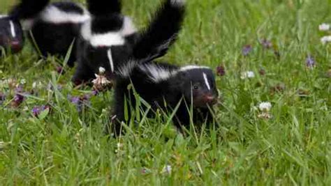 Get to Know Skunks: A Comprehensive Guide to Biology and Behavior