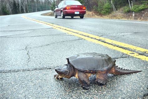 Its Time To Help Northland Turtles Cross The Road Duluth News