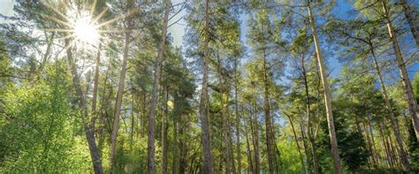 Visit a forest or woodland | Forestry England