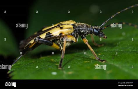 Spotted Longhorn Beetle Strangalia Maculata Or Rutpela Maculata Stock