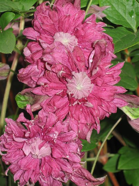My Double Flowering Clematis Clematis Outdoor Photos The Great Outdoors