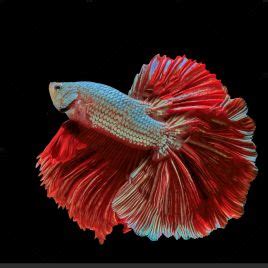 Betta Splendens M Le Combattant Half Moon Les Patrons De Coloratio