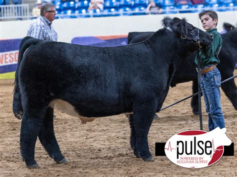 Tulsa State Fair Prospect Steers Maine Anjou The Pulse