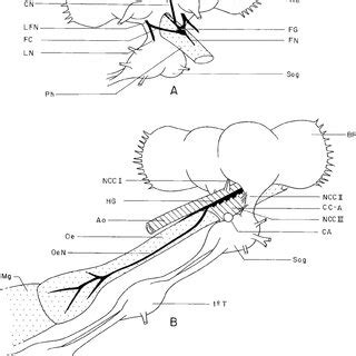 Apis Mellifera Schematic Representation Of The Stomatogastric Nervous