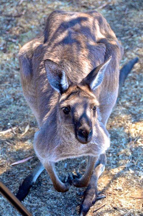 Cleland Wildlife Park, Adelaide, South Australia, a 360 Degree Virtual Reality Tour